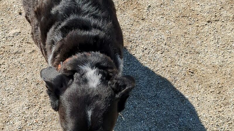 Nashua Dog Park - Membership Required - Nashua, NH