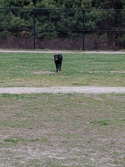 Nashua Dog Park - Membership Required - Nashua, NH