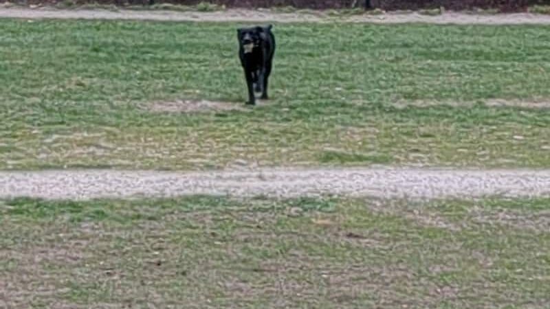 Nashua Dog Park - Membership Required - Nashua, NH