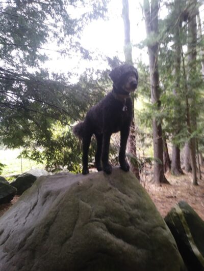 Nashua Dog Park - Membership Required - Nashua, NH