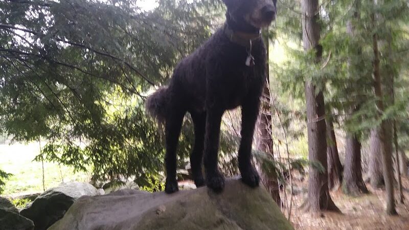 Nashua Dog Park - Membership Required - Nashua, NH