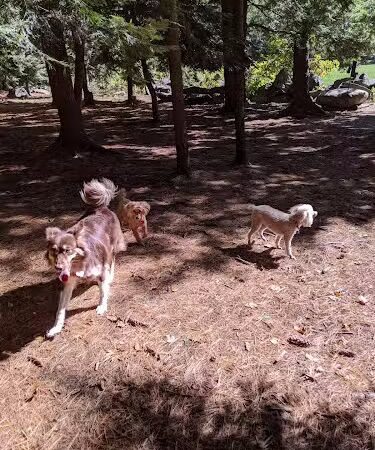 Nashua Dog Park - Membership Required - Nashua, NH