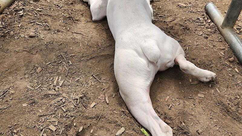 Royal Crest Drive Dog Park - Nashua, NH