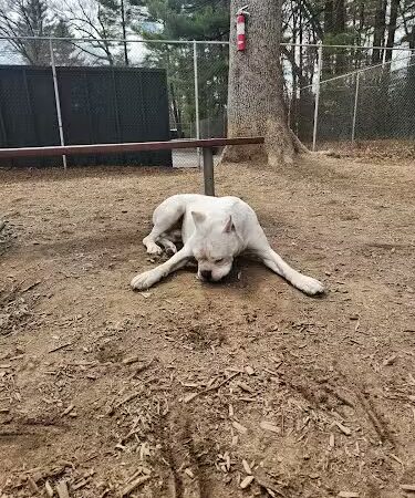 Royal Crest Drive Dog Park - Nashua, NH