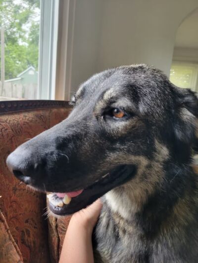 Brown County Humane Society - Nashville, IN