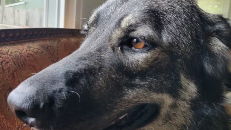 Brown County Humane Society - Nashville, IN