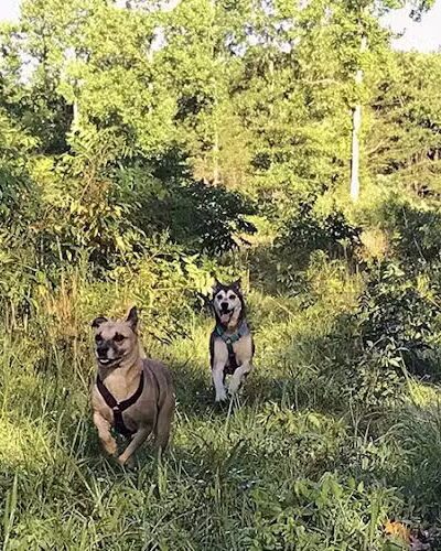 Bone Appetit Bakery for Dogs - Nashville, IN