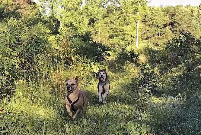 Bone Appetit Bakery for Dogs - Nashville, IN