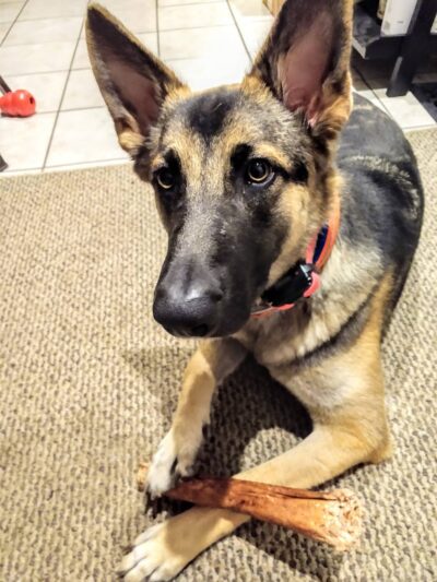 Brown County Humane Society - Nashville, IN