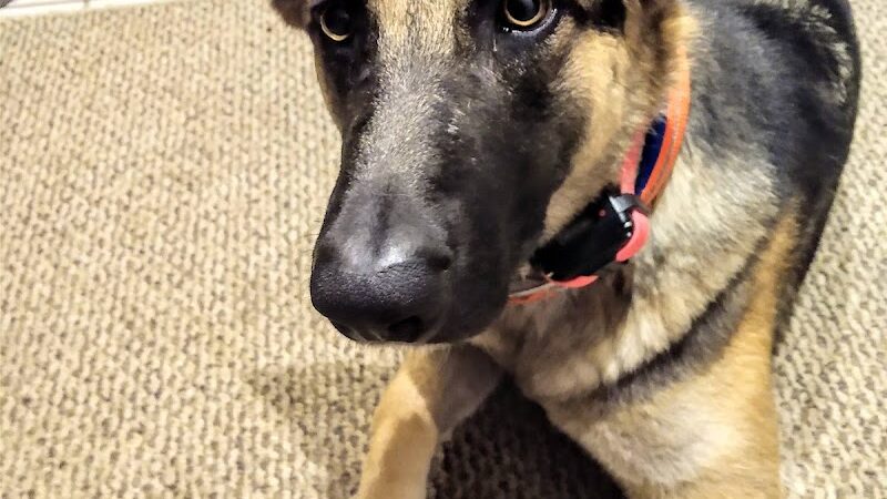 Brown County Humane Society - Nashville, IN