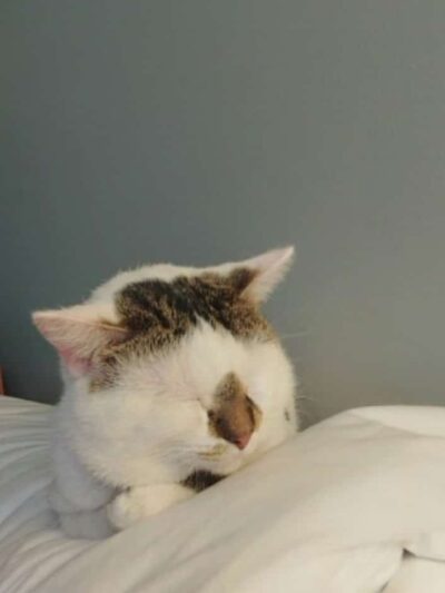 Brown County Humane Society - Nashville, IN