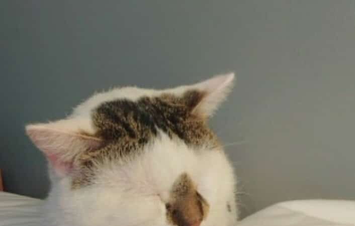 Brown County Humane Society - Nashville, IN