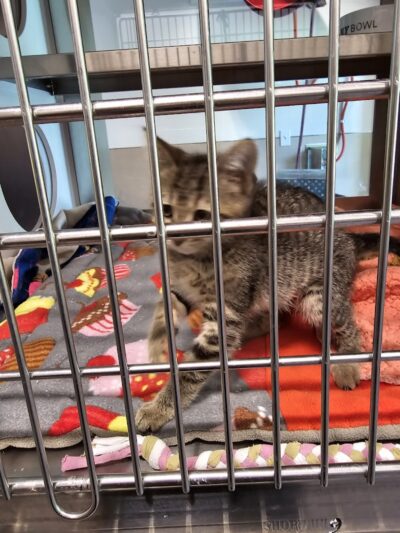 Brown County Humane Society - Nashville, IN