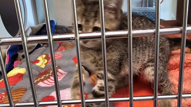 Brown County Humane Society - Nashville, IN