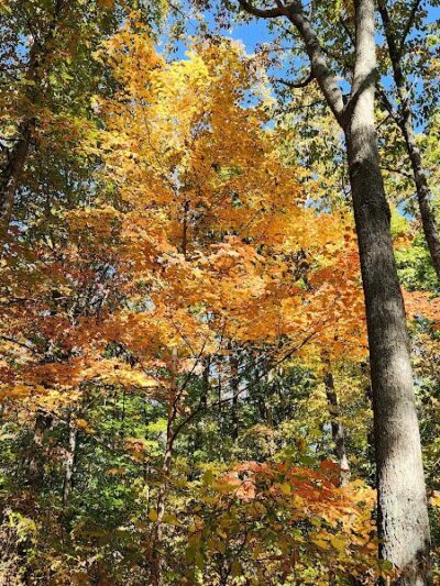 Brown County State Park Nature Center - Nashville, IN
