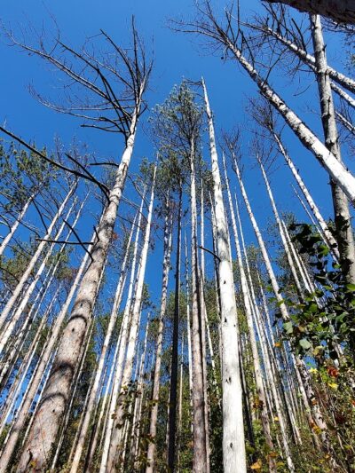 Brown County State Park Nature Center - Nashville, IN