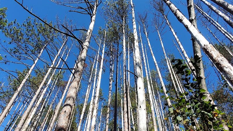 Brown County State Park Nature Center - Nashville, IN