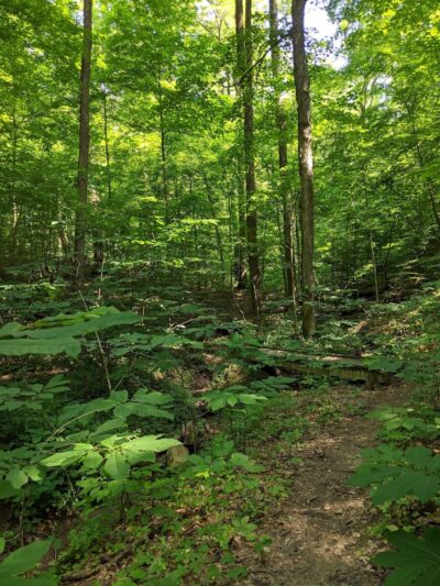 Hitz-Rhodehamel Nature Preserve - Nashville, IN