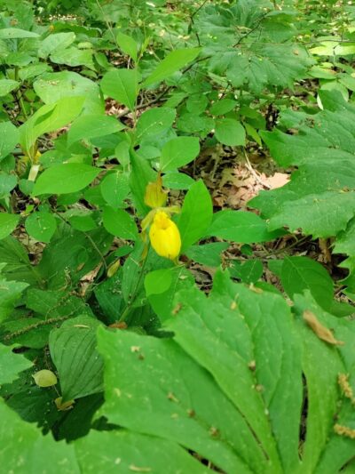 Hitz-Rhodehamel Nature Preserve - Nashville, IN