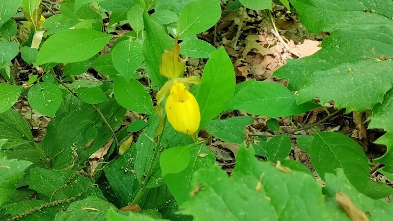 Hitz-Rhodehamel Nature Preserve - Nashville, IN