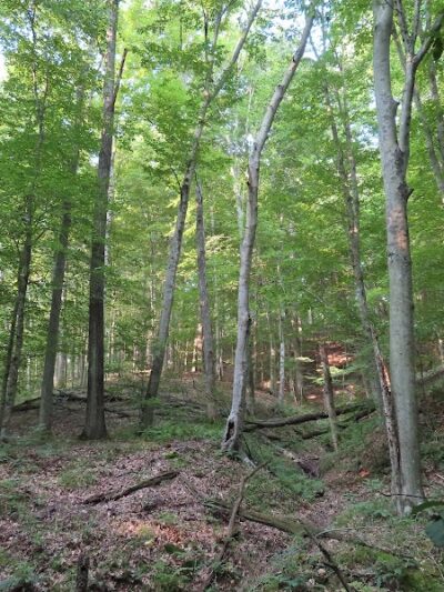 Laura Hare Nature Preserve at Downey Hill - Nashville, IN