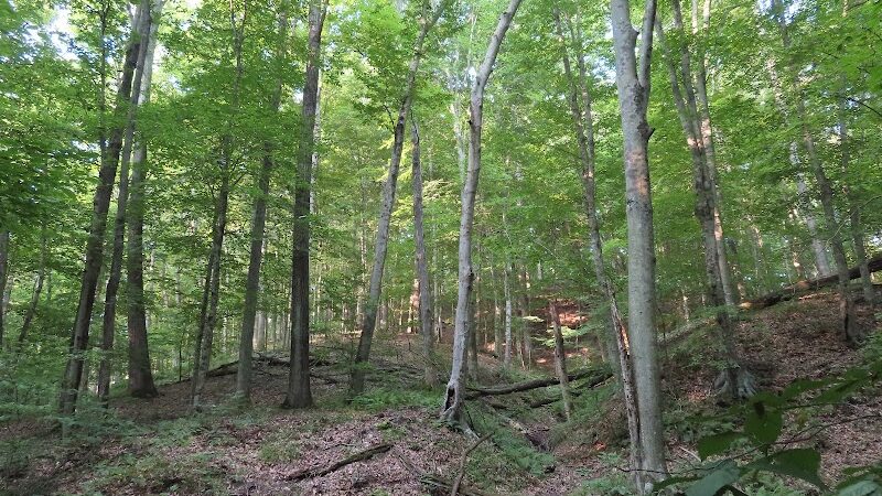 Laura Hare Nature Preserve at Downey Hill - Nashville, IN