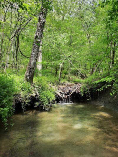 Laura Hare Nature Preserve at Downey Hill - Nashville, IN