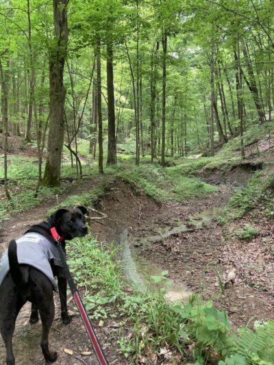 Laura Hare Nature Preserve at Downey Hill - Nashville, IN