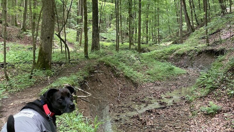 Laura Hare Nature Preserve at Downey Hill - Nashville, IN