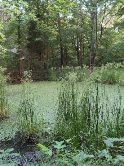 Laura Hare Nature Preserve at Downey Hill - Nashville, IN