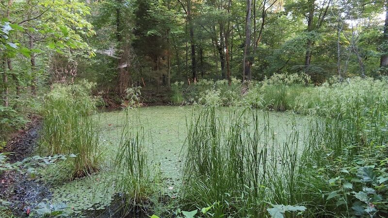 Laura Hare Nature Preserve at Downey Hill - Nashville, IN