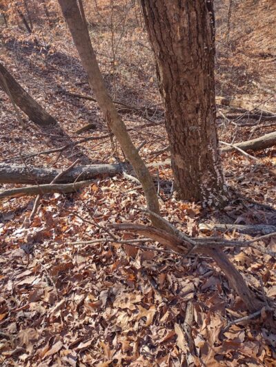 Laura Hare Nature Preserve at Downey Hill - Nashville, IN