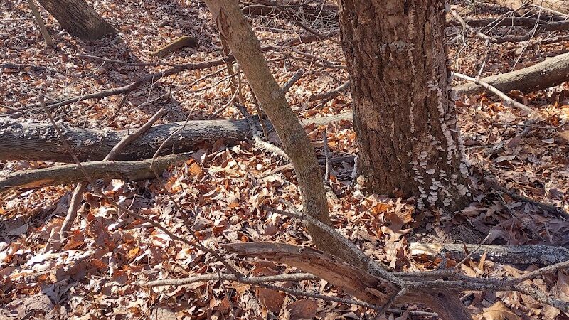 Laura Hare Nature Preserve at Downey Hill - Nashville, IN