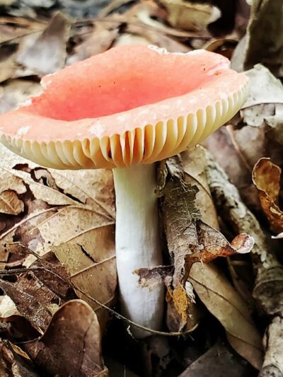 Laura Hare Nature Preserve at Downey Hill - Nashville, IN