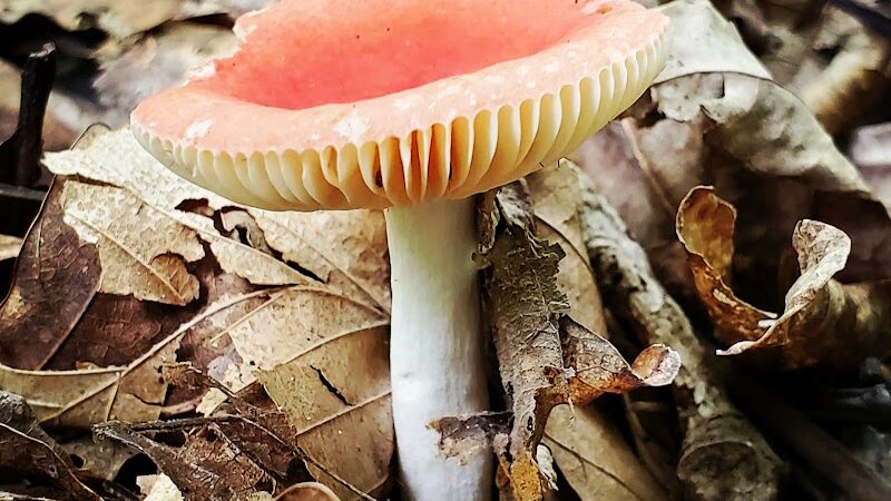 Laura Hare Nature Preserve at Downey Hill - Nashville, IN