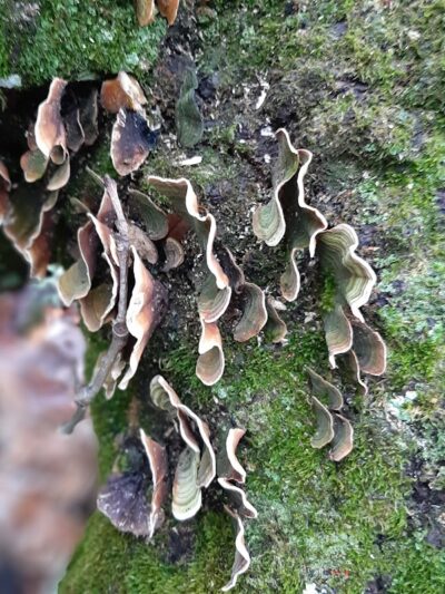 Laura Hare Nature Preserve at Downey Hill - Nashville, IN