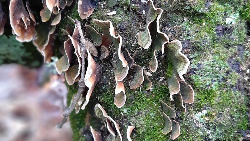 Laura Hare Nature Preserve at Downey Hill - Nashville, IN