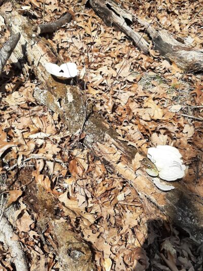 Nebo Ridge Trailhead - Nashville, IN