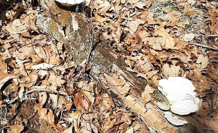 Nebo Ridge Trailhead - Nashville, IN