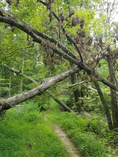 Nebo Ridge Trailhead - Nashville, IN