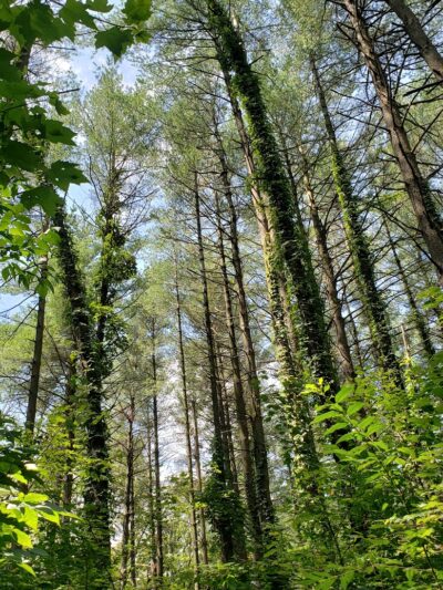 Nebo Ridge Trailhead - Nashville, IN