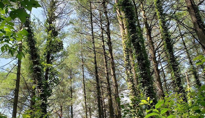 Nebo Ridge Trailhead - Nashville, IN