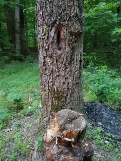 Nebo Ridge Trailhead - Nashville, IN