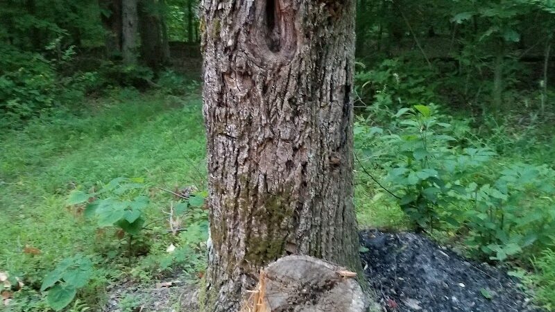 Nebo Ridge Trailhead - Nashville, IN