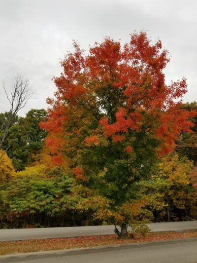 Ogle Hollow Nature Preserve - Nashville, IN