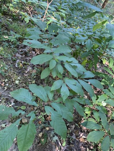 Ogle Hollow Nature Preserve - Nashville, IN