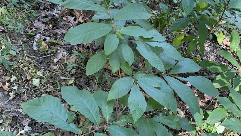 Ogle Hollow Nature Preserve - Nashville, IN