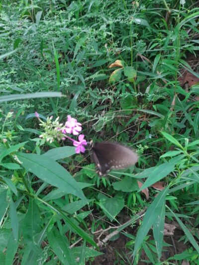 Stone Head Nature Preserve - Nashville, IN