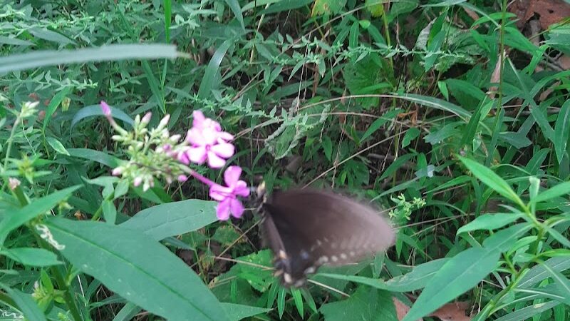 Stone Head Nature Preserve - Nashville, IN