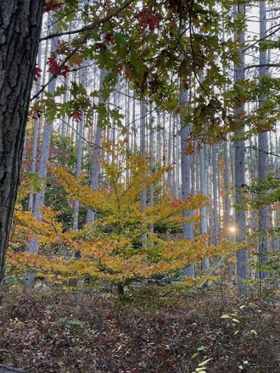 Strahl Lake Shelter House - Nashville, IN